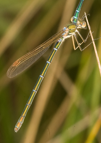 Austrolestes cingulatus
